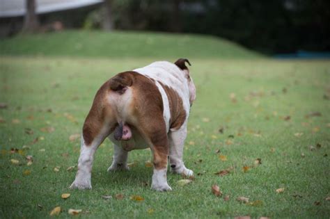 犬 勃起|オス犬の陰茎の疑問に答える！腫れる？膿がある？こ。